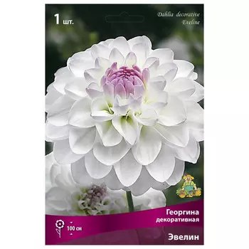 клубни растений Георгина декоративная Эвелин ПОИСК 1шт