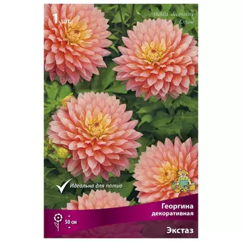 клубни растений Георгина декоративная Экстаз ПОИСК 1шт