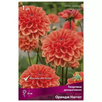 клубни растений Георгина декоративная Ориндж Наггет ПОИСК 1шт