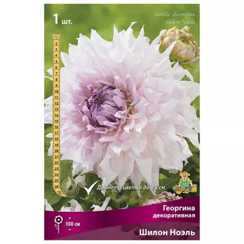 клубни растений Георгина декоративная Шилон Ноэль ПОИСК 1шт