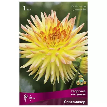 клубни растений Георгина кактусовая Спассмахер ПОИСК 1шт