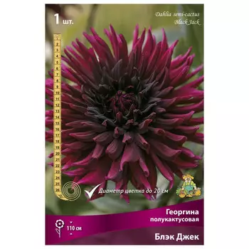 клубни растений Георгина полукактусовая Блэк Джек ПОИСК 1шт
