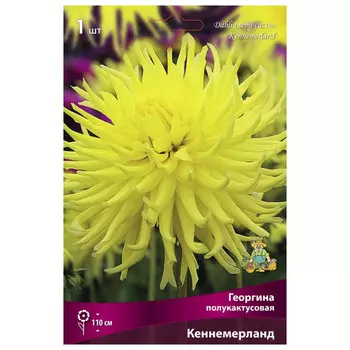 клубни растений Георгина полукактусовая Кеннемерланд ПОИСК 1шт