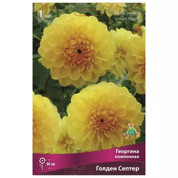 клубни растений Георгина помпонная Голден Септер ПОИСК 1шт