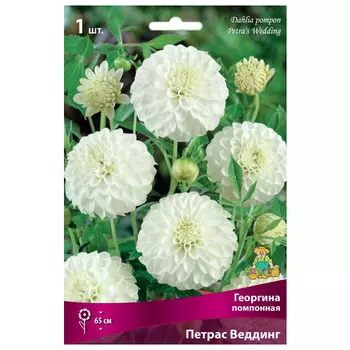 клубни растений Георгина помпонная Петрас Веддинг ПОИСК 1шт