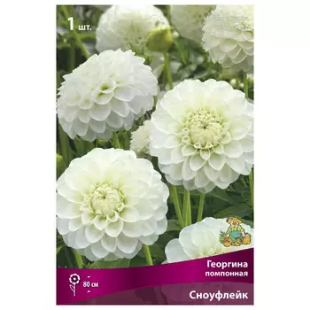клубни растений Георгина помпонная Сноуфлейк ПОИСК 1шт
