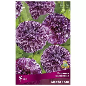 клубни растений Георгина шаровидная Марбл Болл ПОИСК 1шт