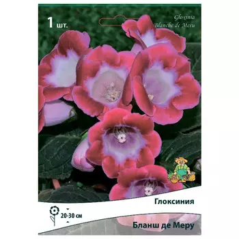 клубни растений Глоксиния Бланш де Меру ПОИСК 1шт