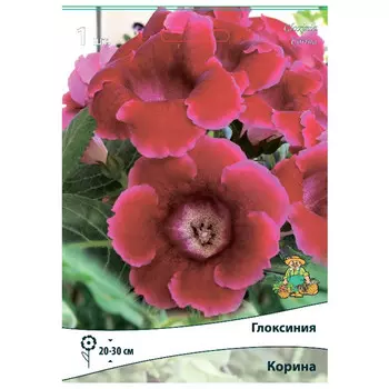 клубни растений Глоксиния Корина ПОИСК 1шт