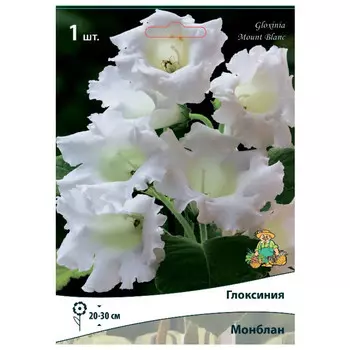 клубни растений Глоксиния Монблан ПОИСК 1шт