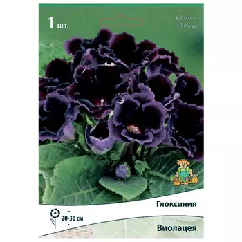 клубни растений Глоксиния Виолацея ПОИСК 1шт