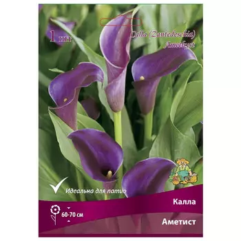 клубни растений Калла Аметист ПОИСК 1шт