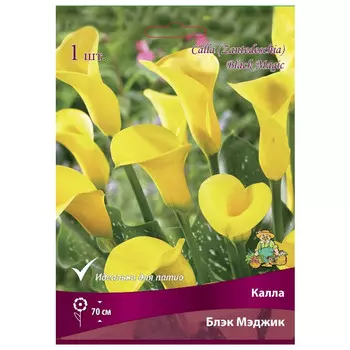 клубни растений Калла Блэк Мэджик ПОИСК 1шт
