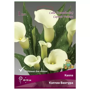клубни растений Калла Кэптин Вентура ПОИСК 1шт