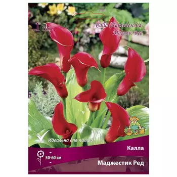 клубни растений Калла Маджестик Ред ПОИСК 1шт