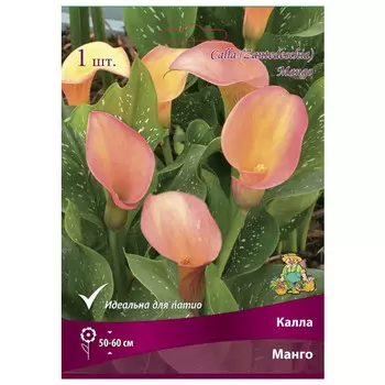 клубни растений Калла Манго ПОИСК 1шт