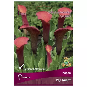 клубни растений Калла Ред Алерт ПОИСК 1шт