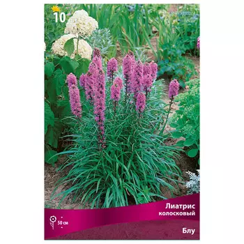 клубни растений Лиатрис колосковый Блу ПОИСК 10шт