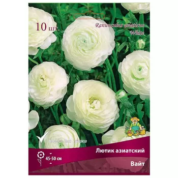 клубни растений Лютик азиатский Вайт в капере ПОИСК 10шт