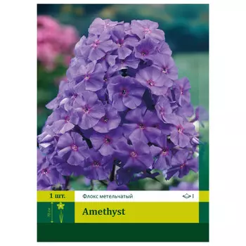 корень Флокс Аметист ПЕТРОФЛОРА 1шт