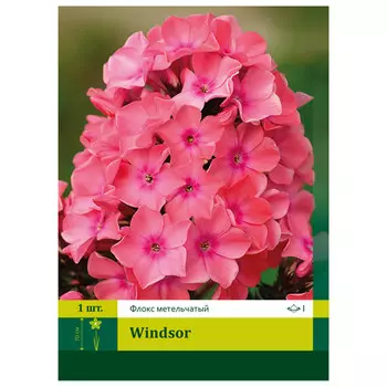 корень Флокс Виндзор ПЕТРОФЛОРА 1шт