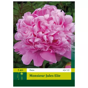корень Пион Месье Жюль Эли ПЕТРОФЛОРА 1/2 1шт