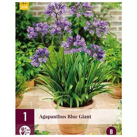 корни Агапантус блу жиант 1шт 1/2