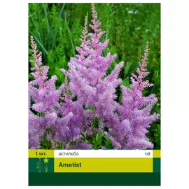 корни Астильба Аметист 1шт 1/2