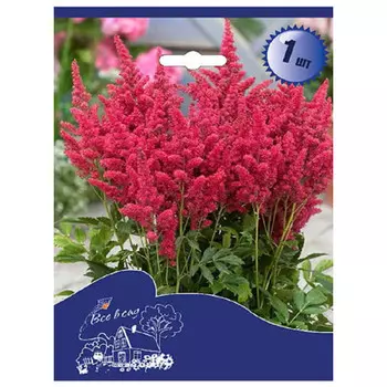 корни Астильба спирея красная I 1шт