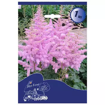 корни Астильба спирея розовая I 1шт