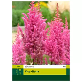 корни Астильба Вайс Глория 1шт 1/2