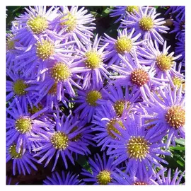 корни Астра Цвергенхиммель кустарниковая 1шт 1/2