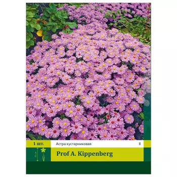 корни Астра кустарниковая Проф.А.Киппенберг II 1шт