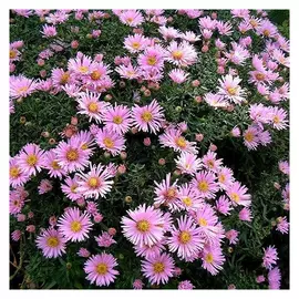 корни Астра Питер Харрисон кустарниковая 1шт Ll