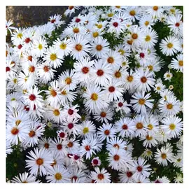 корни Астра Сноуспрайт кустарниковая 1шт ll