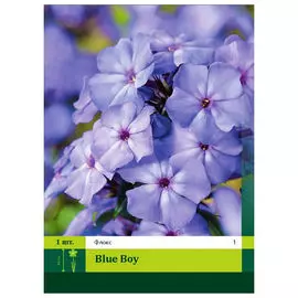 корни Флокс Блу Бой 1шт I
