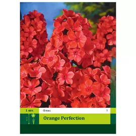 корни Флокс Оранж Перфекшн 1шт I