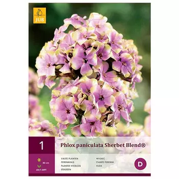 корни Флокс щербет бленд 1шт I