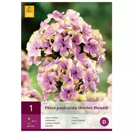 корни Флокс щербет бленд 1шт I