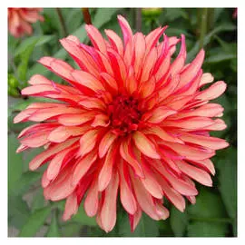 корни Георгин Арт Деко 1шт I