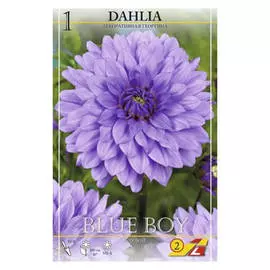 корни Георгин Блу Бой 1шт I