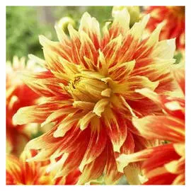 корни Георгин Бодашес 1шт I