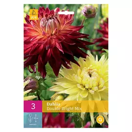 корни Георгин Дабл Брайт 3шт I