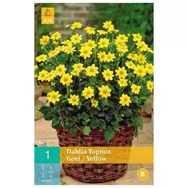 корни Георгин Еллоу топмикс 1шт l