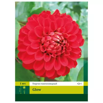 корни Георгин Глоу I 1шт