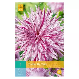 корни Георгин Хай трио 1шт I