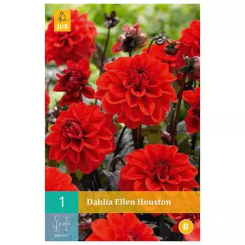 корни Георгин Элен Хьюстон 1шт I