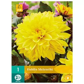 корни Георгин Метеорит 1шт l