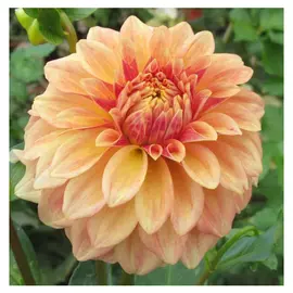 корни Георгин Мисс Бренди 1шт L