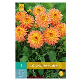 корни Георгин Пабло 1шт I